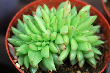 Close up of succulent succulent plants