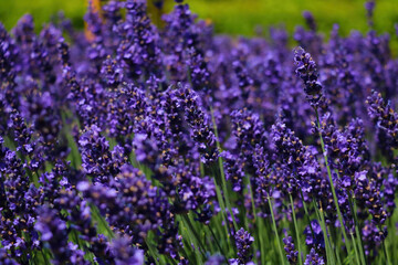 Bright, fragrant lavender fields bloom on a sunny day.