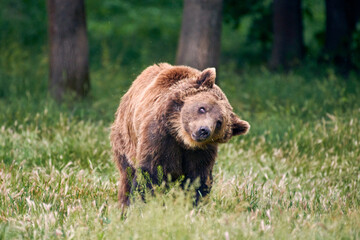 Close up photo of a wild big Brown Bear in natural habitat. Big brown bear (Ursus arctos) in the forest