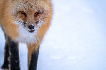 Fox in Winter