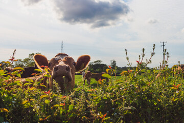 Close-up of a brown curious cow in a dairy farm poking his head above the hedgerows