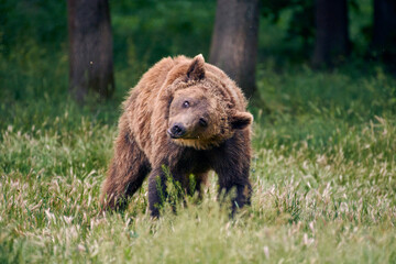 Naklejka na ściany i meble Close up photo of a wild big Brown Bear in natural habitat. Big brown bear (Ursus arctos) in the forest