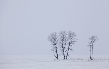 Fototapeta na wymiar Prairie Winter Scene