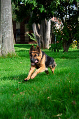 german shepherd dog