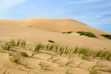 Fototapeta na wymiar Dunes In Danemark