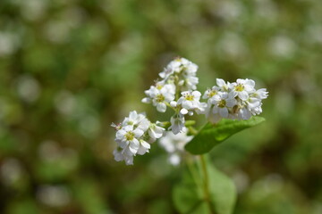 白い花 蕎麦畑