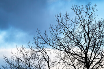 Fototapeta na wymiar Bare Tree Branches against a Cloudy Blue Sky