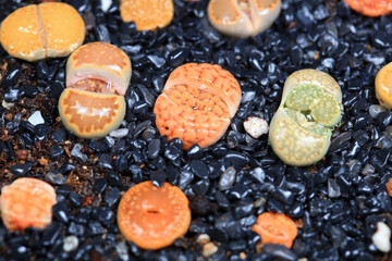 A beautiful perennial succulent herb -- Lithops