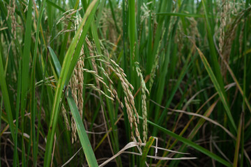 Fototapeta premium grass in the morning