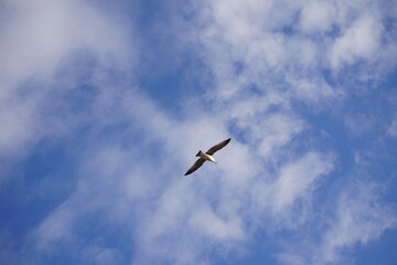 Obraz premium seagull in flight