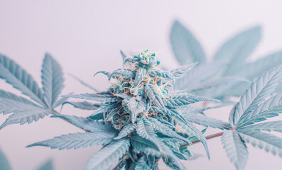 Cannabis flower hemp