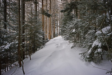 Winter country - trail in snow between trees in a forest