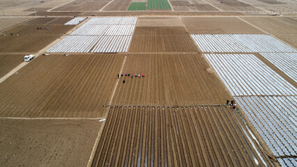 Farmers are planting cauliflower and seedlings in the fields.