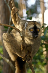 Red-fronted brown lemur clinging to branch, Lemurs Island, Andasibe National Park (Perinet), Madagascar