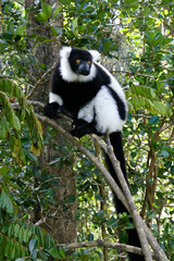 Black and white ruffed lemur clinging to branch, Lemurs Island, Andasibe National Park (Perinet), Madagascar