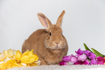 Rufus Bunny Rabbit with yellow, orange, purple tulips for Easter and Spring light background copy space
