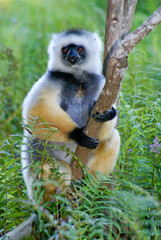 Diademed sifaka clinging to trunk of small tree, Lemurs Island, Andasibe (Perinet), Madagascar