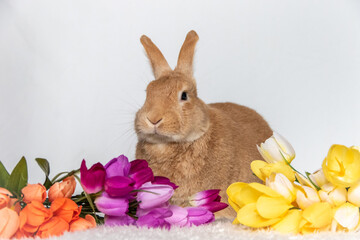 Rufus Bunny Rabbit with yellow, orange, purple tulips for Easter and Spring light background copy space