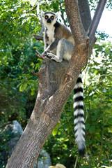 Ring-tailed lemur sitting in tree, Anja Park, Madagascar © Michele Burgess