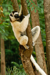 Verreaux's sifaka climbing tree, Berenty, Madagascar