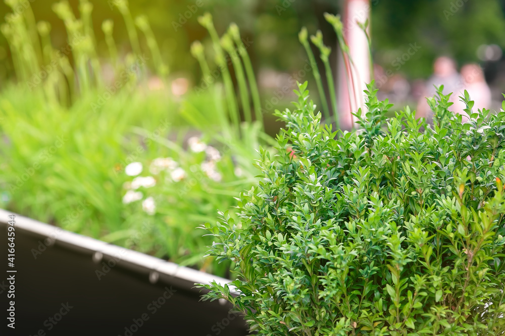 Wall mural green plants in a decorative flower bed from a black flowerpot deciduous bush and flowers on the terrace of a summer cafe close-up of decorative flora.