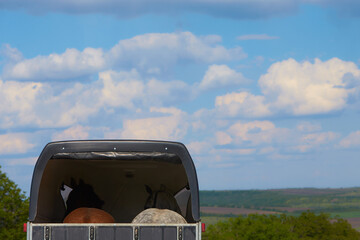 Transportation of two horses by trailer. View from back.
