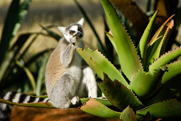 Ring-tailed lemur feeding on aloe plant, Berenty, Madagascar © Michele Burgess