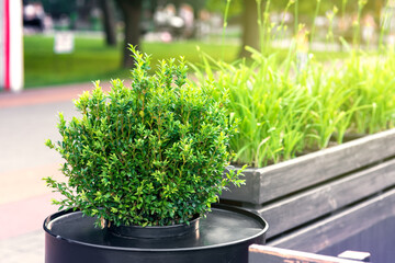 green plants in a decorative flower bed from a black barrel deciduous bush and flowers on the terrace of a summer cafe close-up of decorative eco friendly flora.