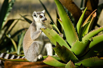 Ring-tailed lemur feeding on aloe plant, Berenty, Madagascar © Michele Burgess