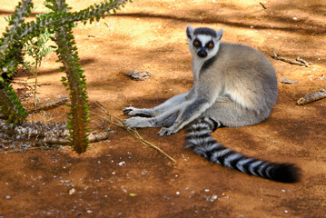 Ring-tailed lemur sitting on ground in spiny forest, Berenty, Madagascar