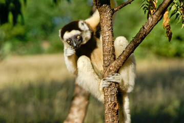 Obraz premium Verreaux's sifaka climbing tree, Berenty, Madagascar
