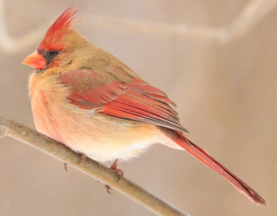 Northern Cardinal female sitting on a branch in winter, Quebec, Canada