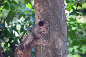 可愛いサル
