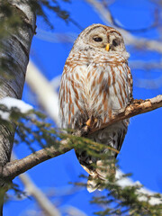 Barred Owl standing on a tree branch, Quebec, Canada