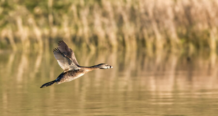 pie billed grebe (Podilymbus Podiceps) getting running start across water for  takeoff, evening...