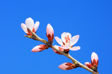 Peach blossom in the park, North China