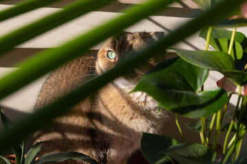 Beautiful scottish fold cat with green eyes lit by the sun surrounded by leaves