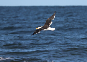 seagull in the sea