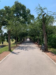Fototapeta premium road, park, baum, natur, baum, landschaft, bahn, green, gras, himmel, garden, sommer, wald, strasse, blau, anreisen, way, bürgersteig, gehen, fussweg, bäuerlich, frühling, gegend, allee, holz