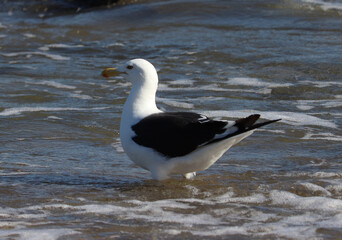black headed gull