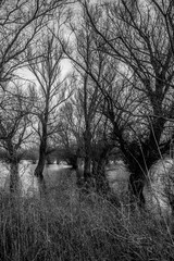 black and white trees