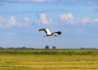 Fototapeta na wymiar stork in the field