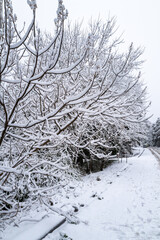 Snow covered branches