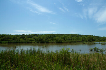 Tropical rainforest landscape. Panorama view of the beautiful green forest foliage, lake and reeds under a blue sky.