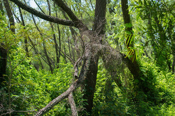 Fototapeta premium South American jungle landscape. View of the green leaves foliage and tree trunks in the tropical rainforest.