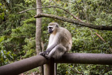 Naklejka na ściany i meble A Gibbon sitting alone on the top of a wooden fence in Monkeyland, Plettenberg Bay, South Africa.