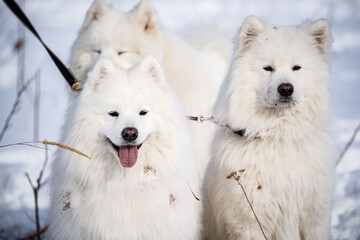 A dog husky run in the snow