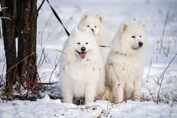 A dog husky run in the snow