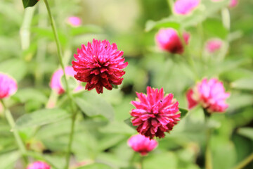 close-up pink flowers in my garden