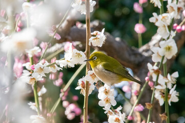白い枝垂れ梅と一羽のメジロ